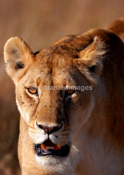 Lioness - Kenya