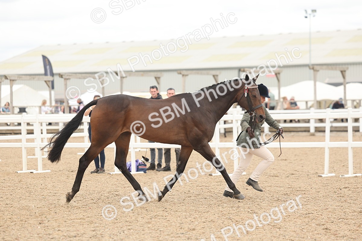 SBM_17074 - Class 313 - IH Retired Racehorse