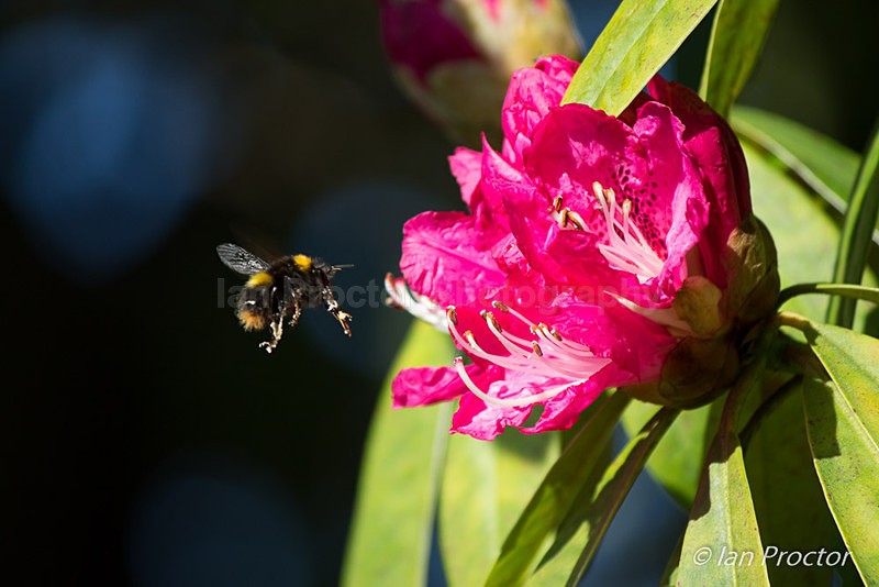 Busy Bee - Spring