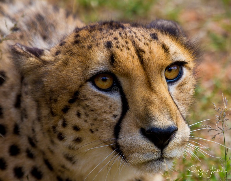 Cheetah Portrait 2