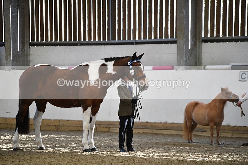 WJ5_3927 - Class 5 In Hand Veterans