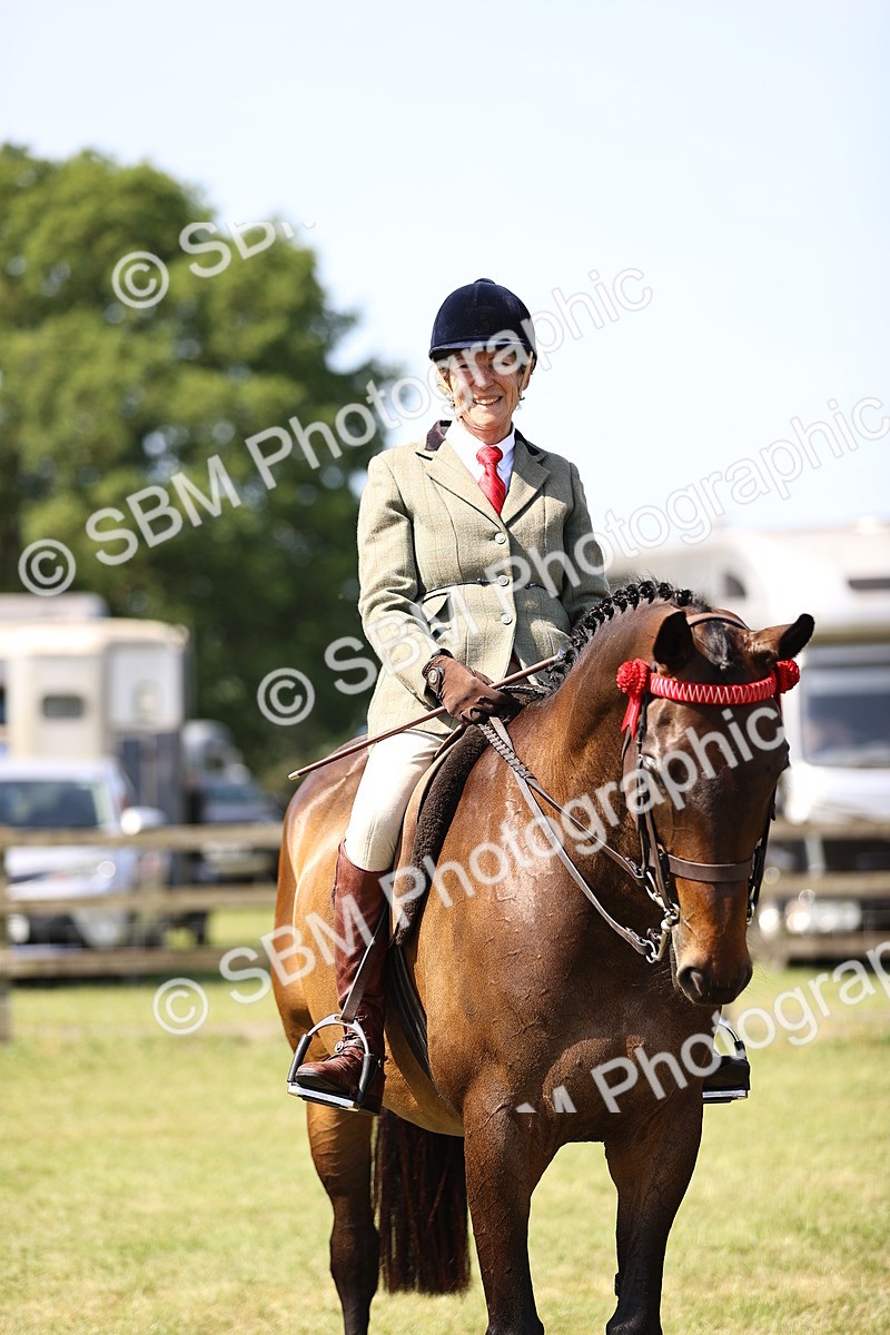 SBM_13042 - Class 75-76 LIHS BSHA Rising Star Hack Riding Horse