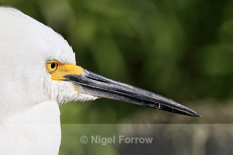 Snowy Egret head close-up, Gatorland, Orlando, Florida - Snowy Egret