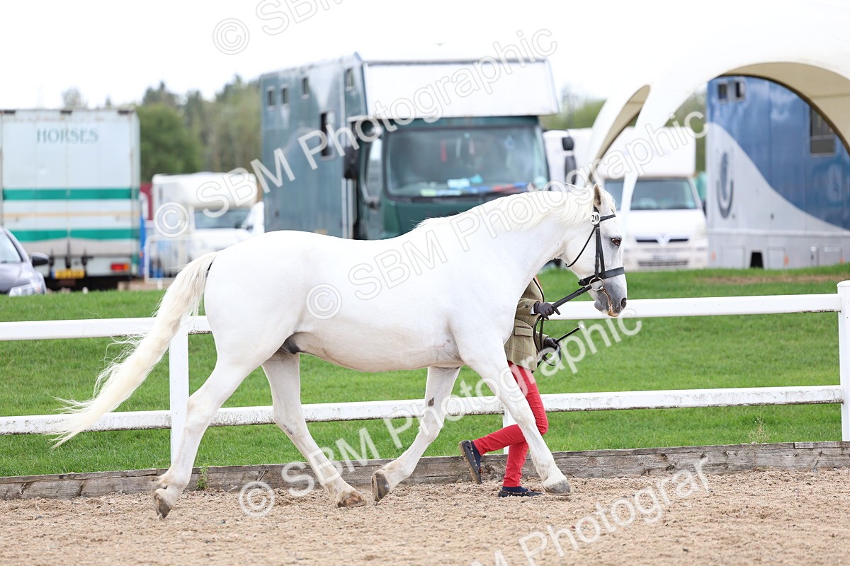 SBM_05045 - Class 27 - IH Competition Horse or Pony