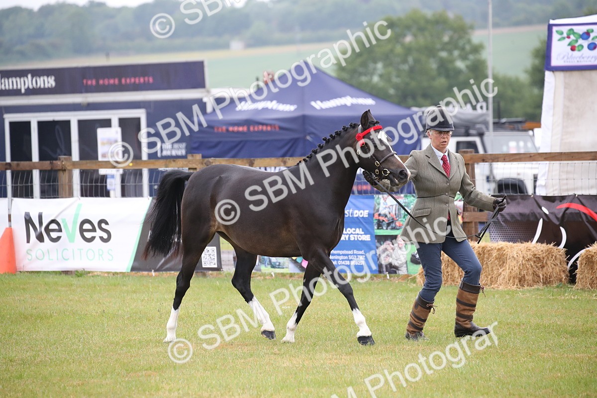 SBM_00051 - Class 17-20 - Arab & Part Bred - Anglo Arab In Hand