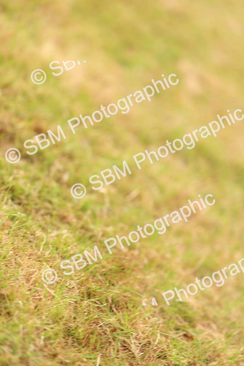 SBM_03601 - Class 58-67 - M&M Non Welsh Pony In hand