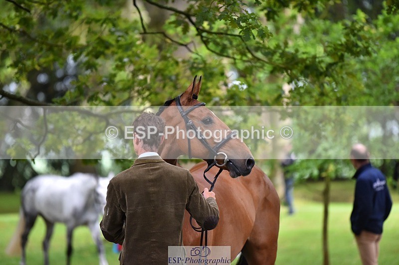 240522-171750-01511 - 264-BLS_ABSOLUTELY-William_Fox-Pitt