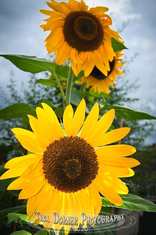 Sunflowers in a Garden  from Plant and Flower Portfolio by Tina Dorner Photography