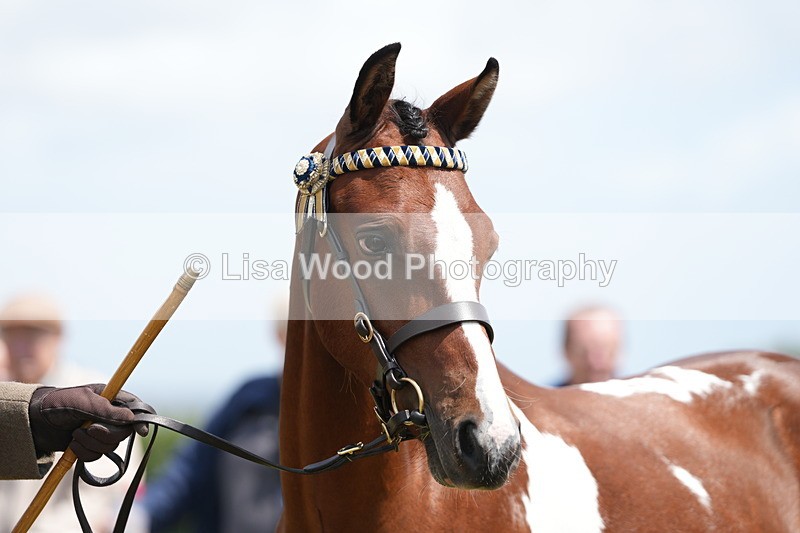 DSC06761 - Class 58: Coloured Pony Youngstock