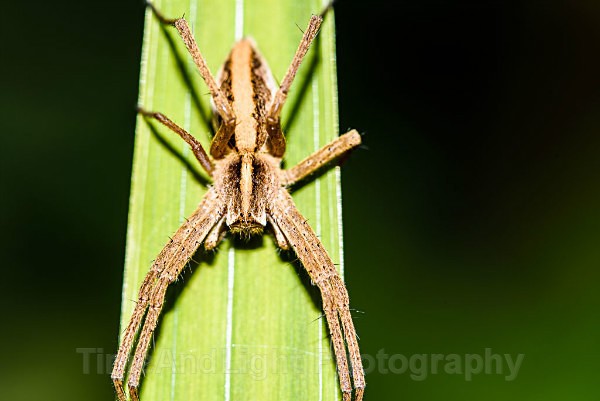Nursery web spider - Spiders