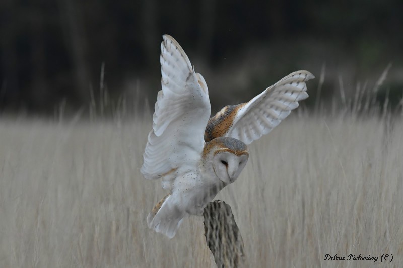 Barn owl - Owls