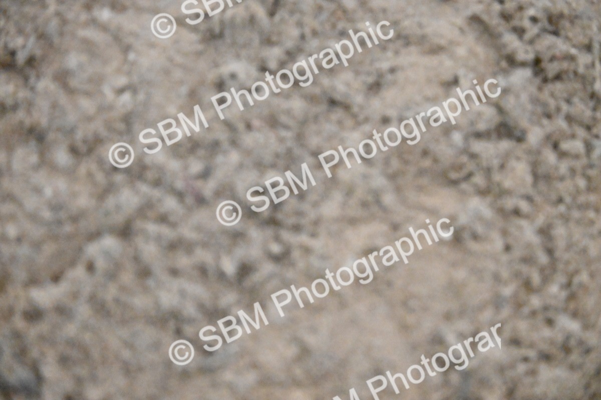 SBM_003025 - Class 37,38 - UKPSAF Performance Horse & Pony