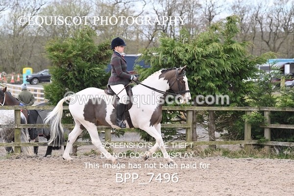 BPP_7496 - RING 1  (RIDDEN HORSES / IN HAND / VETERAN ETC)