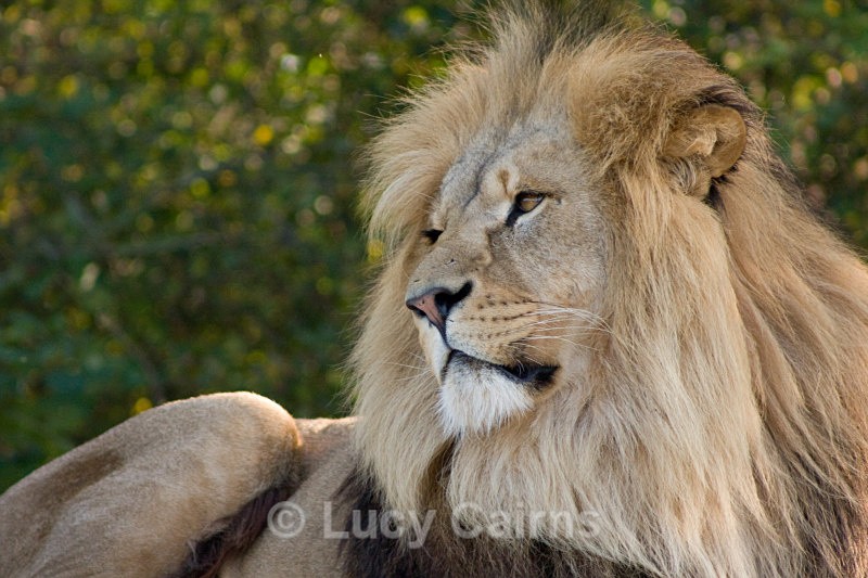 - Big Cats