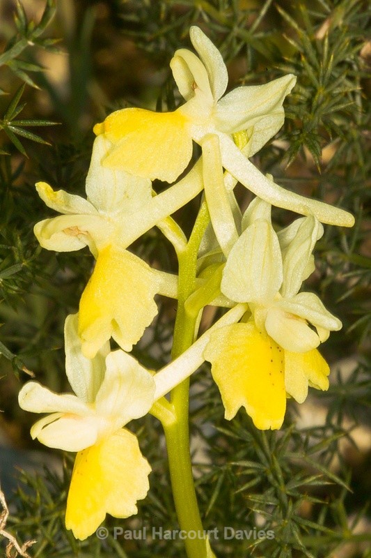  - Orchids - Orchis