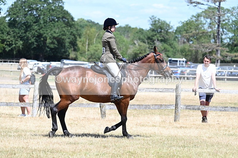 WJ7_2846 - Class 7 Riding Club Show Horse
