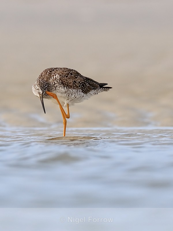 Greater Yellowlegs scratching head, Florida - Greater Yellowlegs