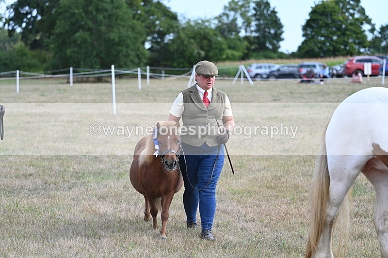 WJ7_8307 - In-hand Championship