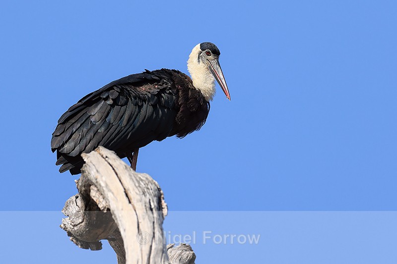 Asian Woolly-necked Stork perched on gnarled tree, Bandhavgarh, India - Asian Woolly-necked Stork