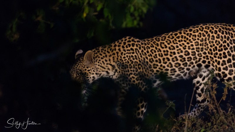 Leopard by Night 1