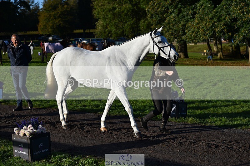 231022-091744-21676 - 651-RATHNAGREW.GREY.TEX-Nicola.Horsley-gubbins-TrotUp+SJ