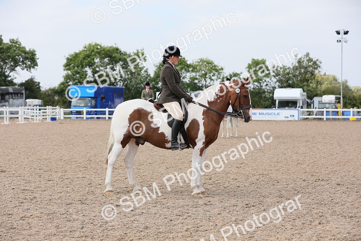 SBM_13391 - Class 308 Ridden Coloured Horse