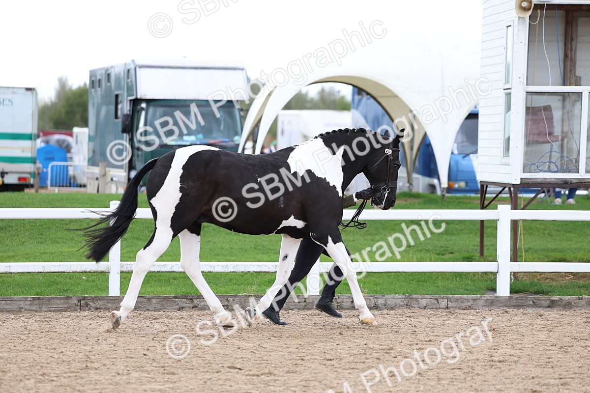 SBM_05011 - Class 27 - IH Competition Horse or Pony