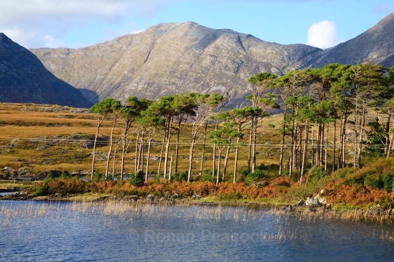 Pine Island - West of Ireland