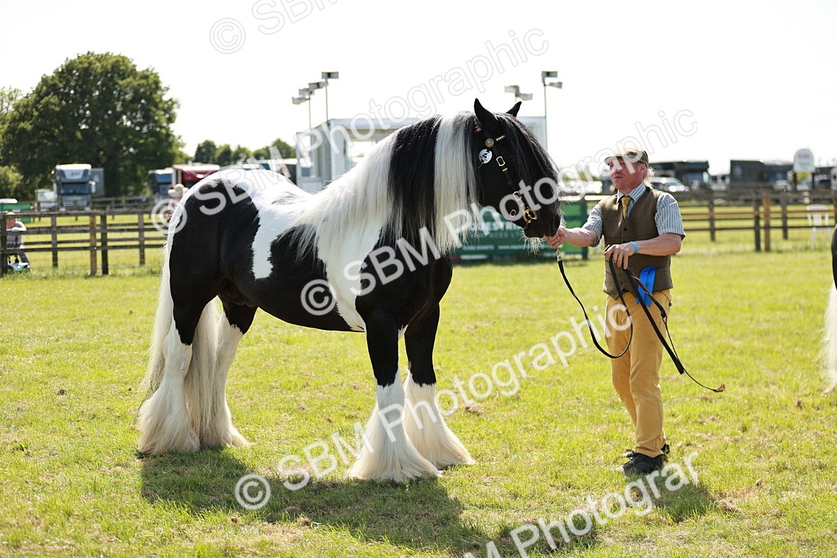 SBM_08891 - Class 63-65 - Traditional Gypsy Cobs In Hand & Ridden