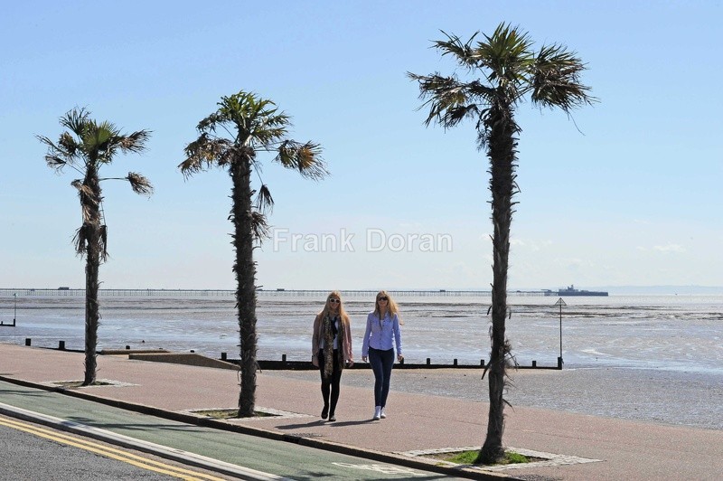 Palm Trees - Frank Doran