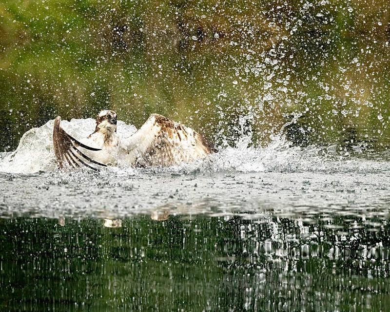 RUTLAND WATER OSPREY.6 - OSPREYS 2022