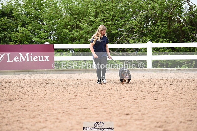 240518A-120814-01096 - Cls 3 Handsomest Dog