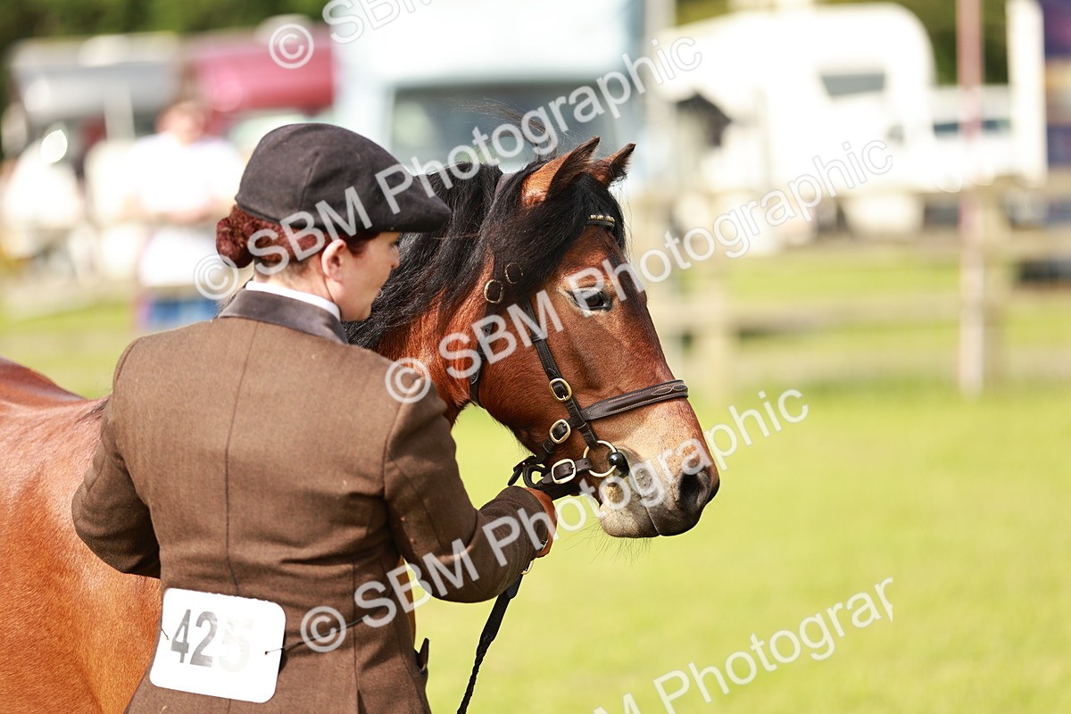 SBM_00468 - Class 14-23 - Mountain & Moorland In Hand Non Welsh