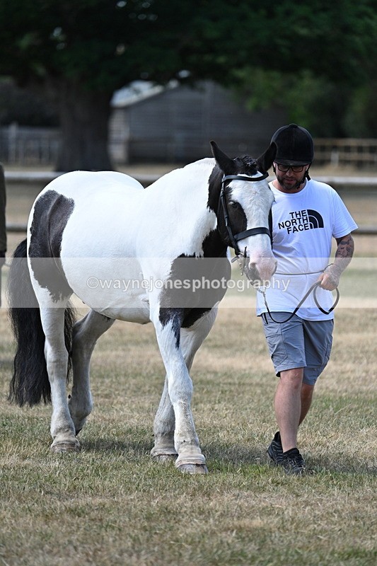 WJ7_2308 - Class 5a Most Handsome Gelding in hand (above 14.2hh)
