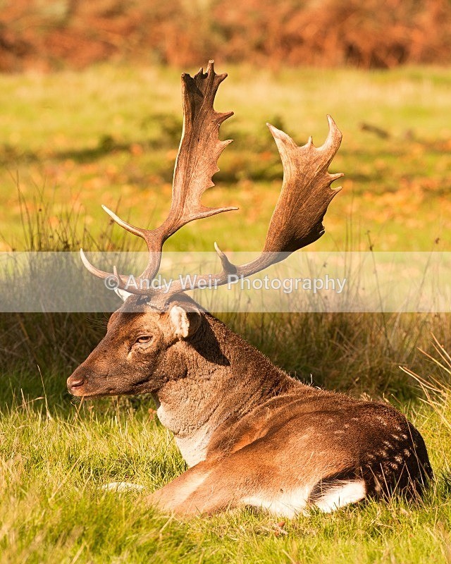 20111022-_MG_6826-538 - Fallow Deer