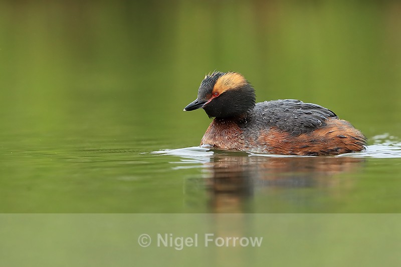 Slavonian Grebe, summer plumage, Iceland - Slavonian Grebe