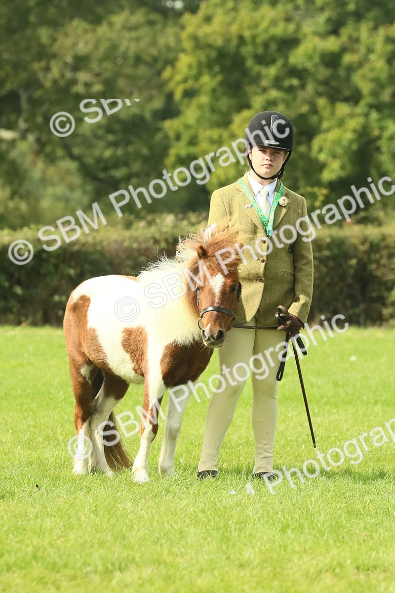 SBM_66691 - S34 - Rehabilitated Rescue Horse & Pony In Hand & Ridden