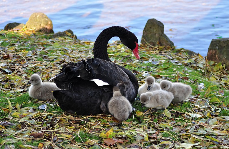 Black Swan at Dawlish with five cygnets just a few days old. - Dawlish (mainly black swans)