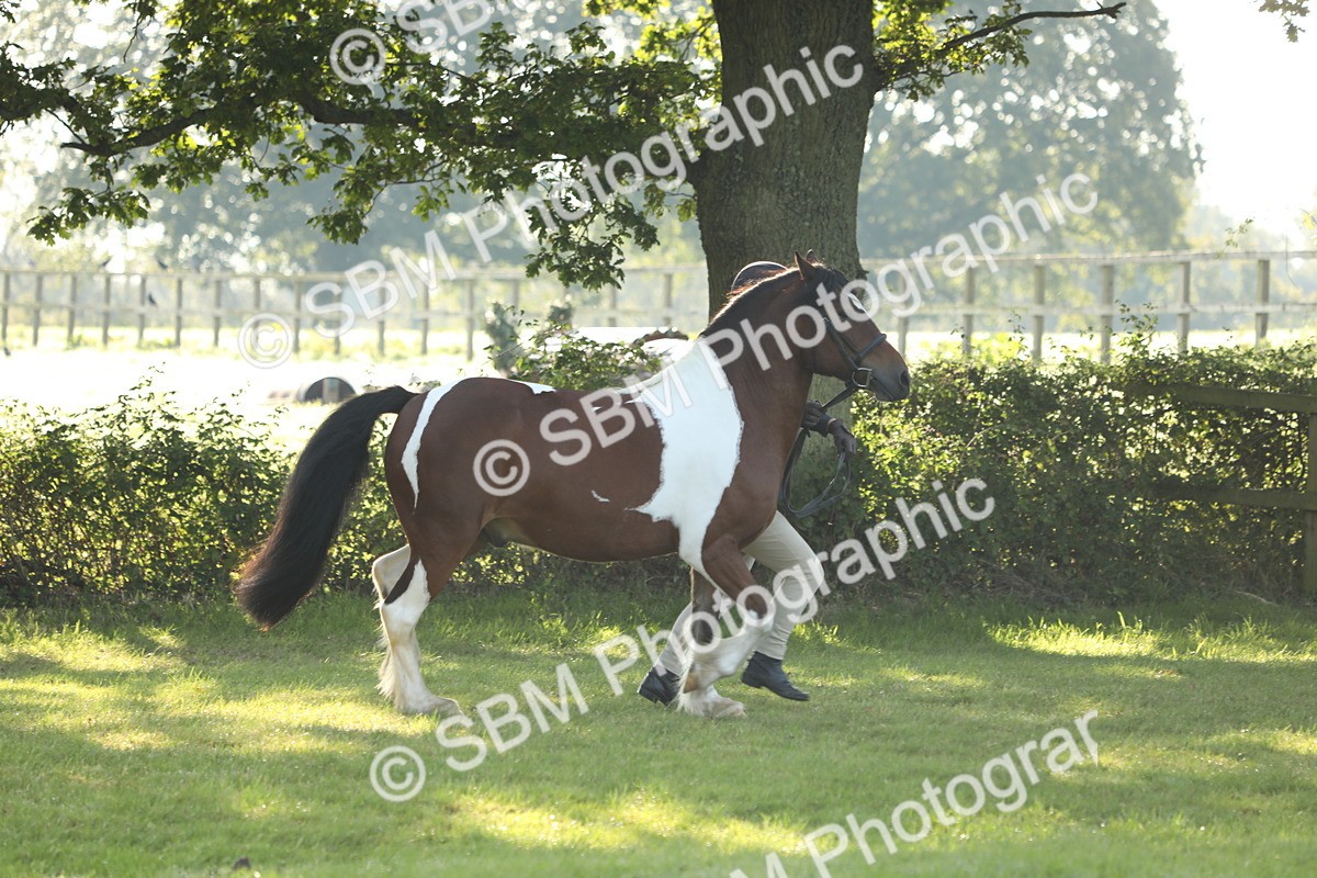SBM_60839 - S43 - Coloured Pony In Hand