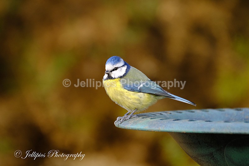  - Wildlife and Nature