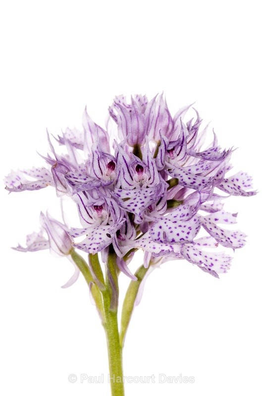  - WB: Orchids - Orchis