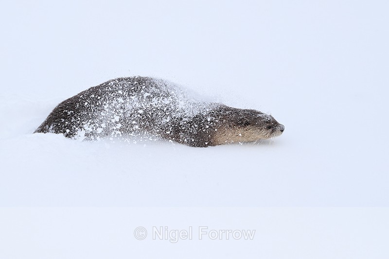River Otter covered in snow, Yellow National Park, Wyoming - Otter