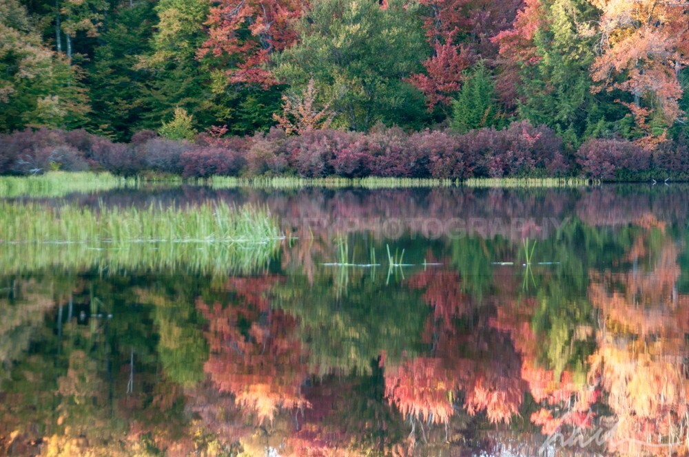 _WDB8618 - Autumn