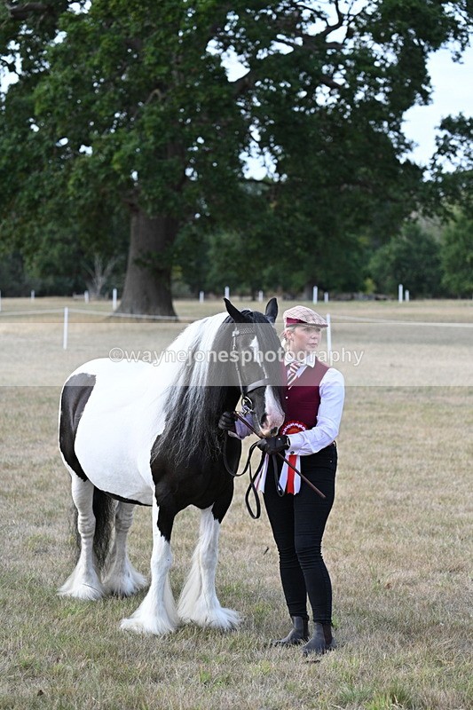 WJ7_8353 - In-hand Championship