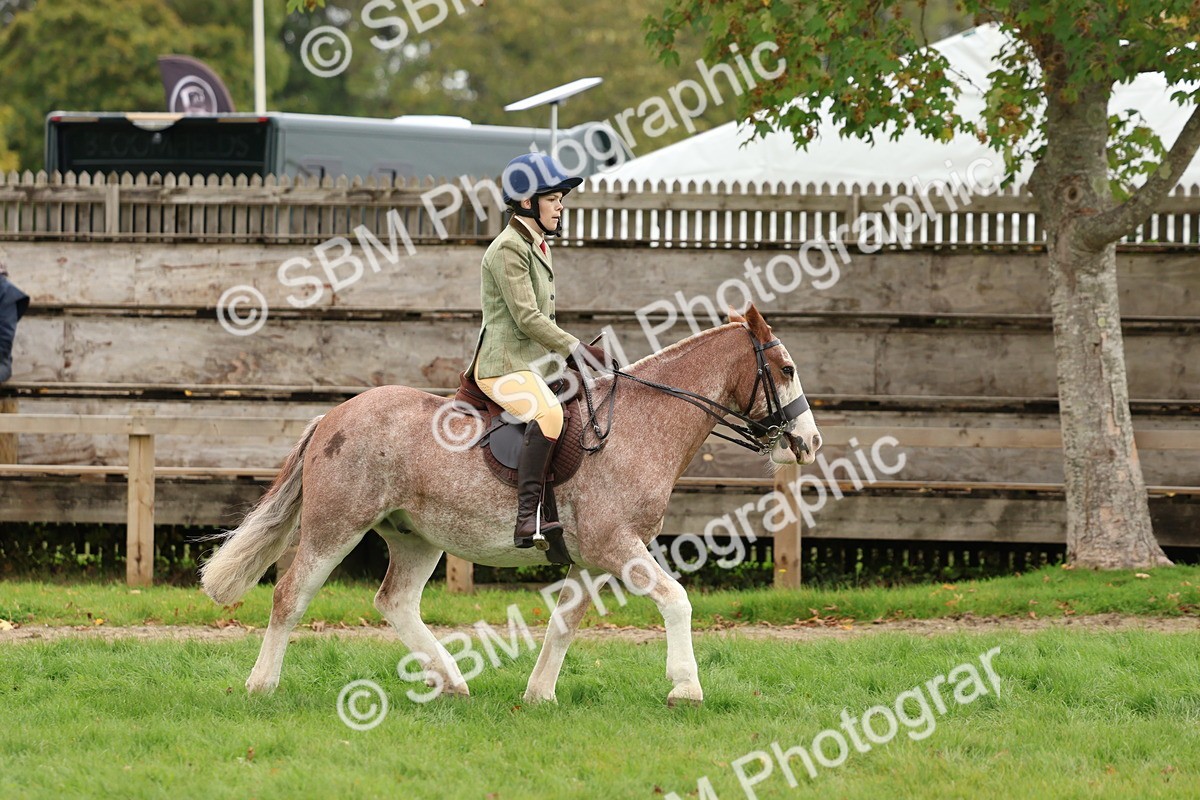 SBM_67539 - S60 - Mini Show Cob Ridden