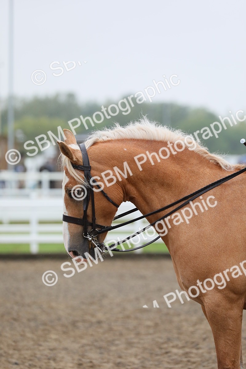 SBM_20335 - Class 803 - Ridden Combination 65+