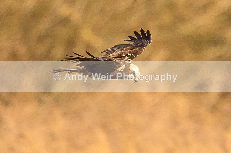 180223-Woolston Eyes0045 - Raptors