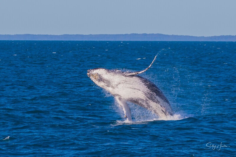 0A3A4015 - 2024 Hervey Bay Whales