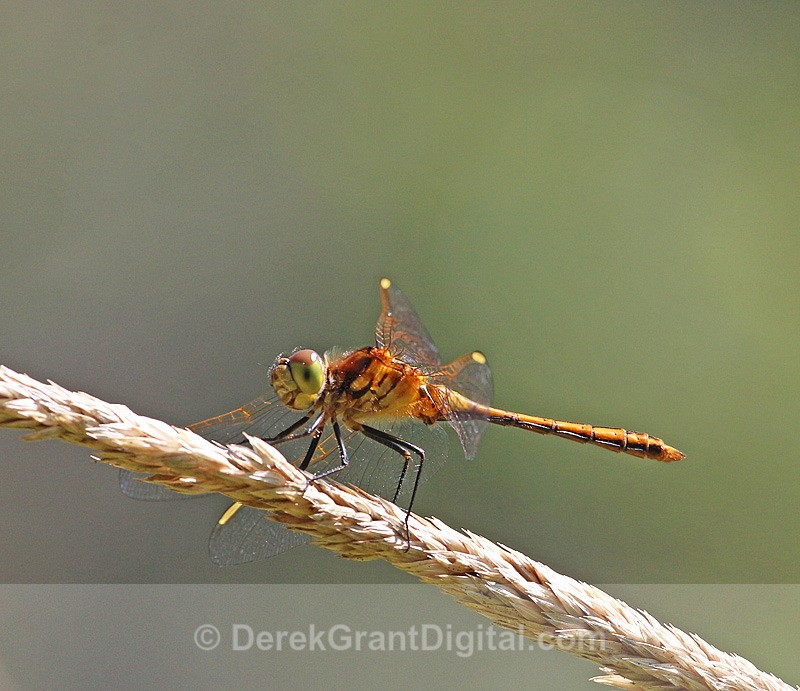 White-faced Meadowhawk (female) - Dragonflies of Atlantic Canada