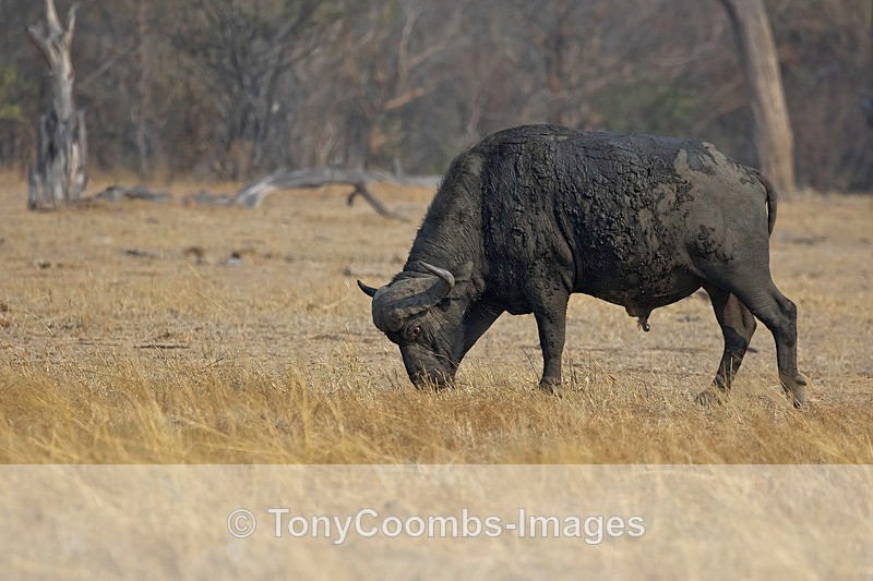 Buffalo  (bull) - Mana Pools ~ The Mammals
